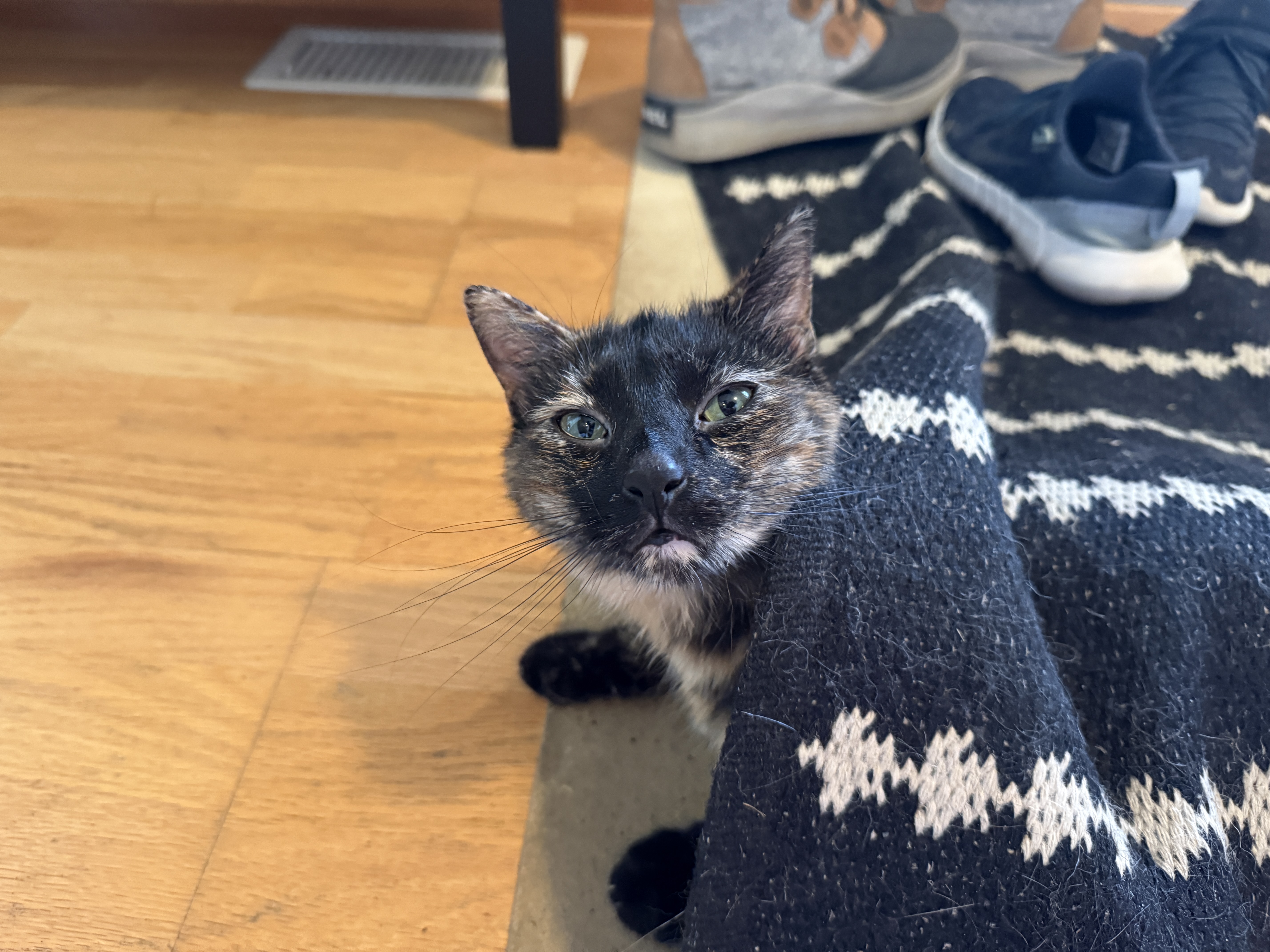 Ruby the cat hiding under a rug