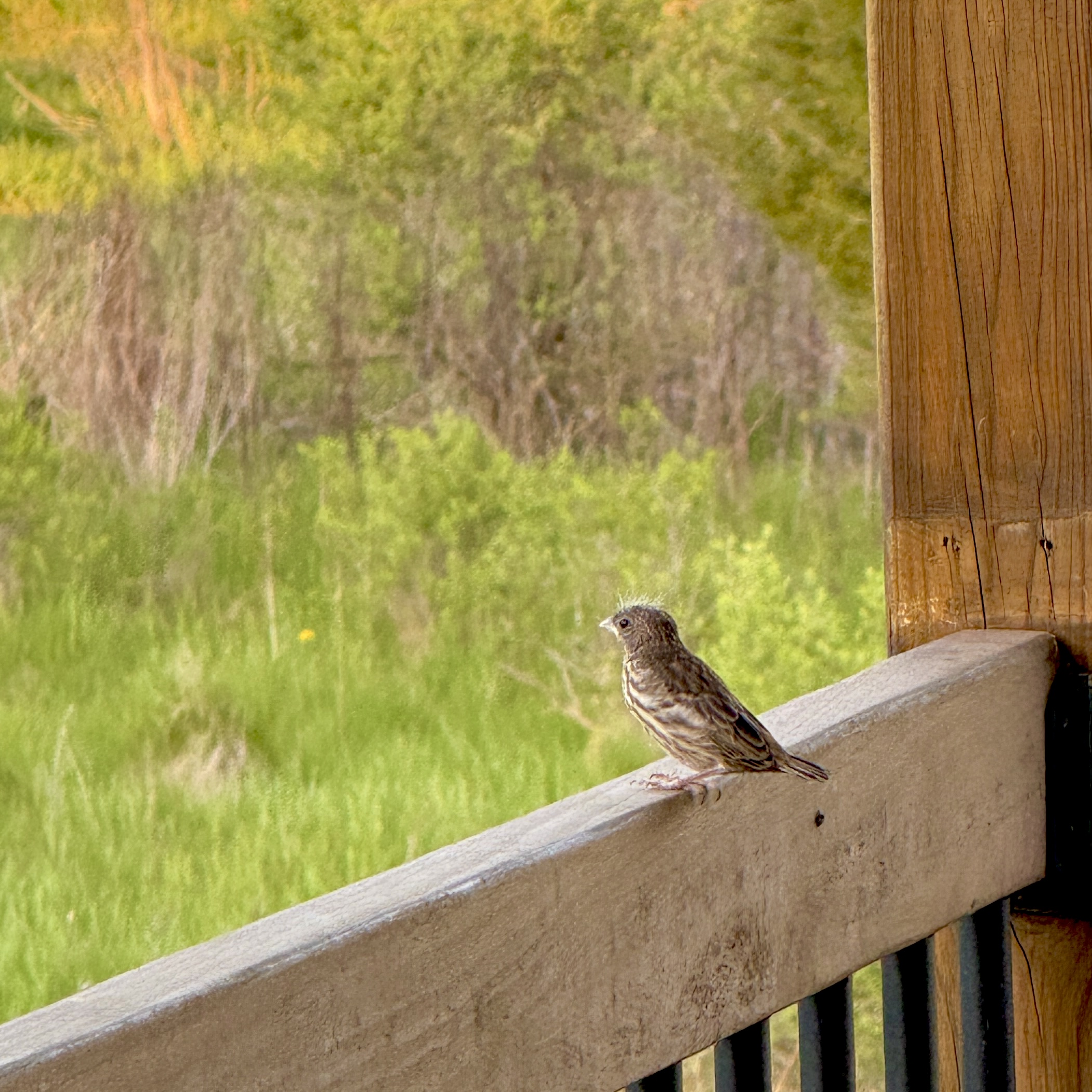 look at this baby bird’s floof!