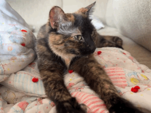 somebody is making biscuits