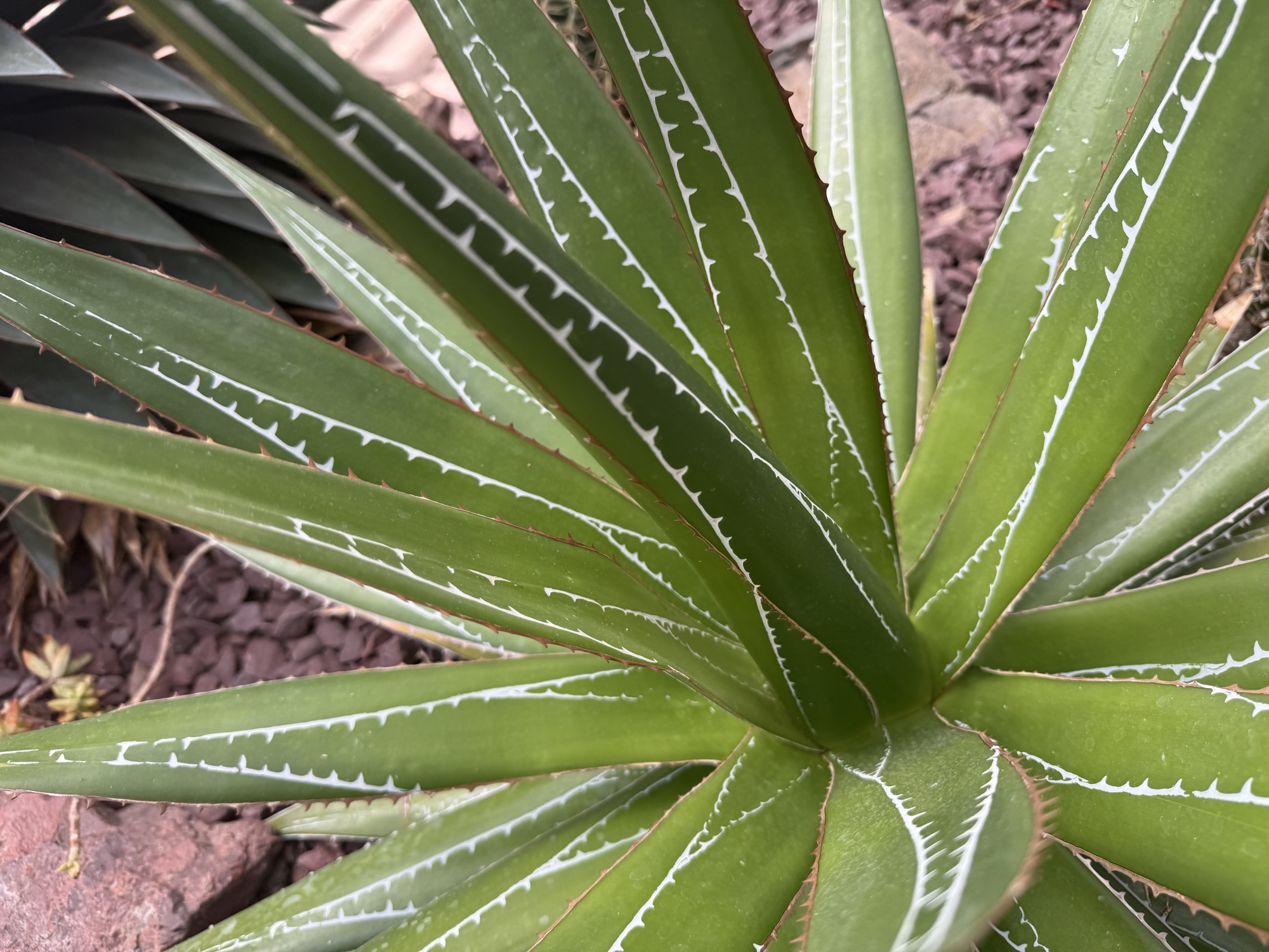 plants like this are so cool