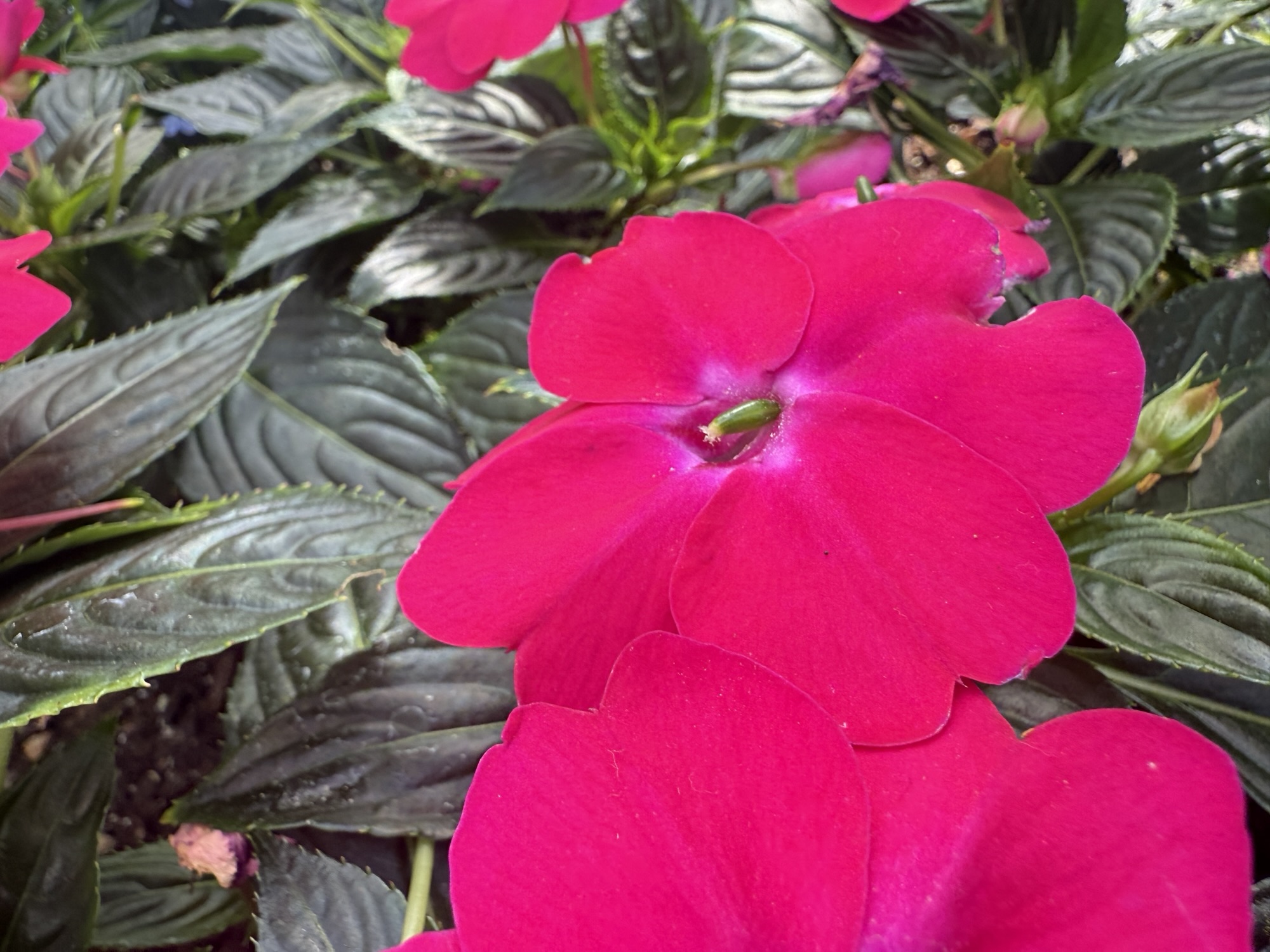 these flowers were so bright it looks like they were photoshopped in