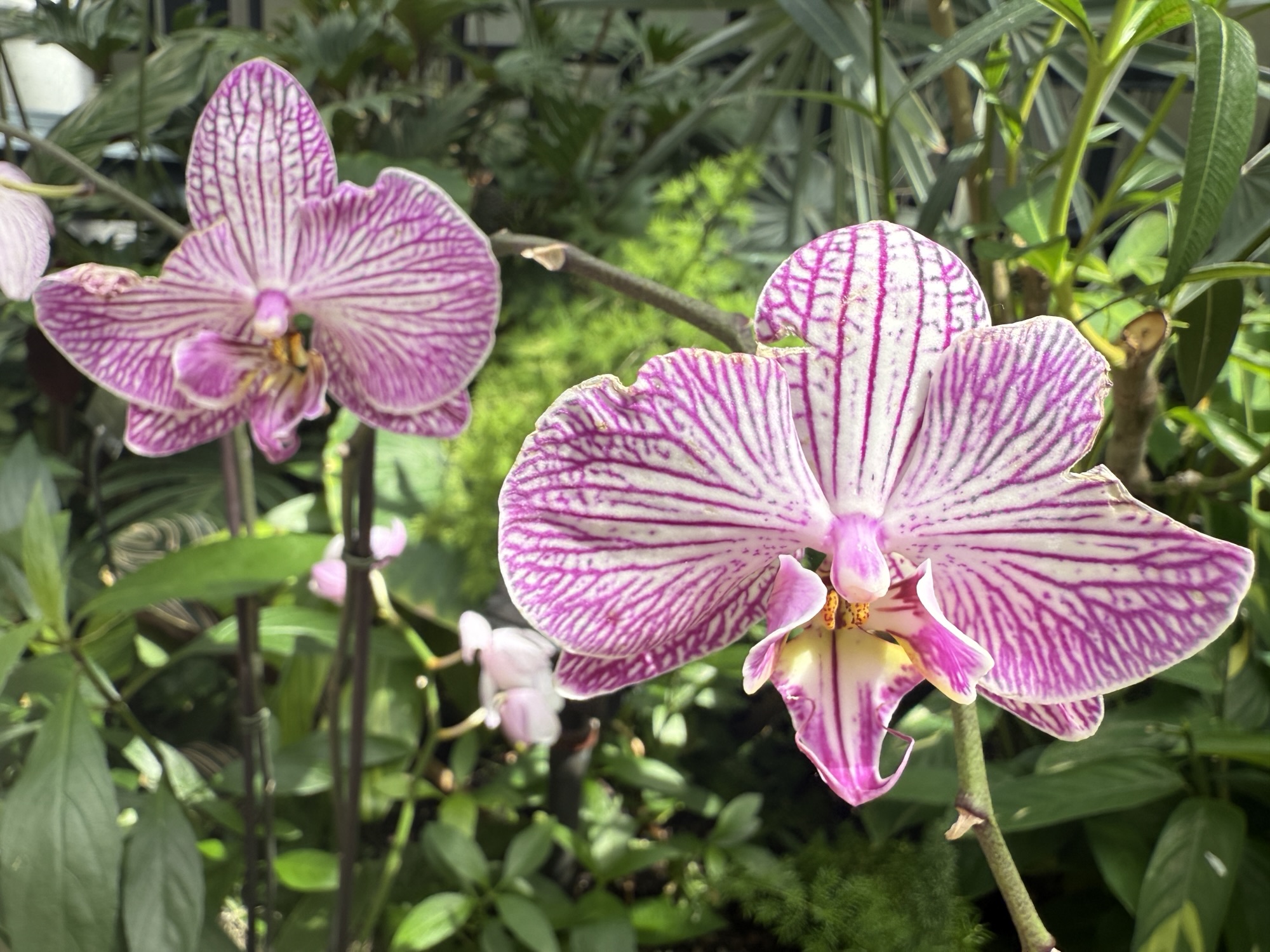 a pair of beautiful white and punk orchids