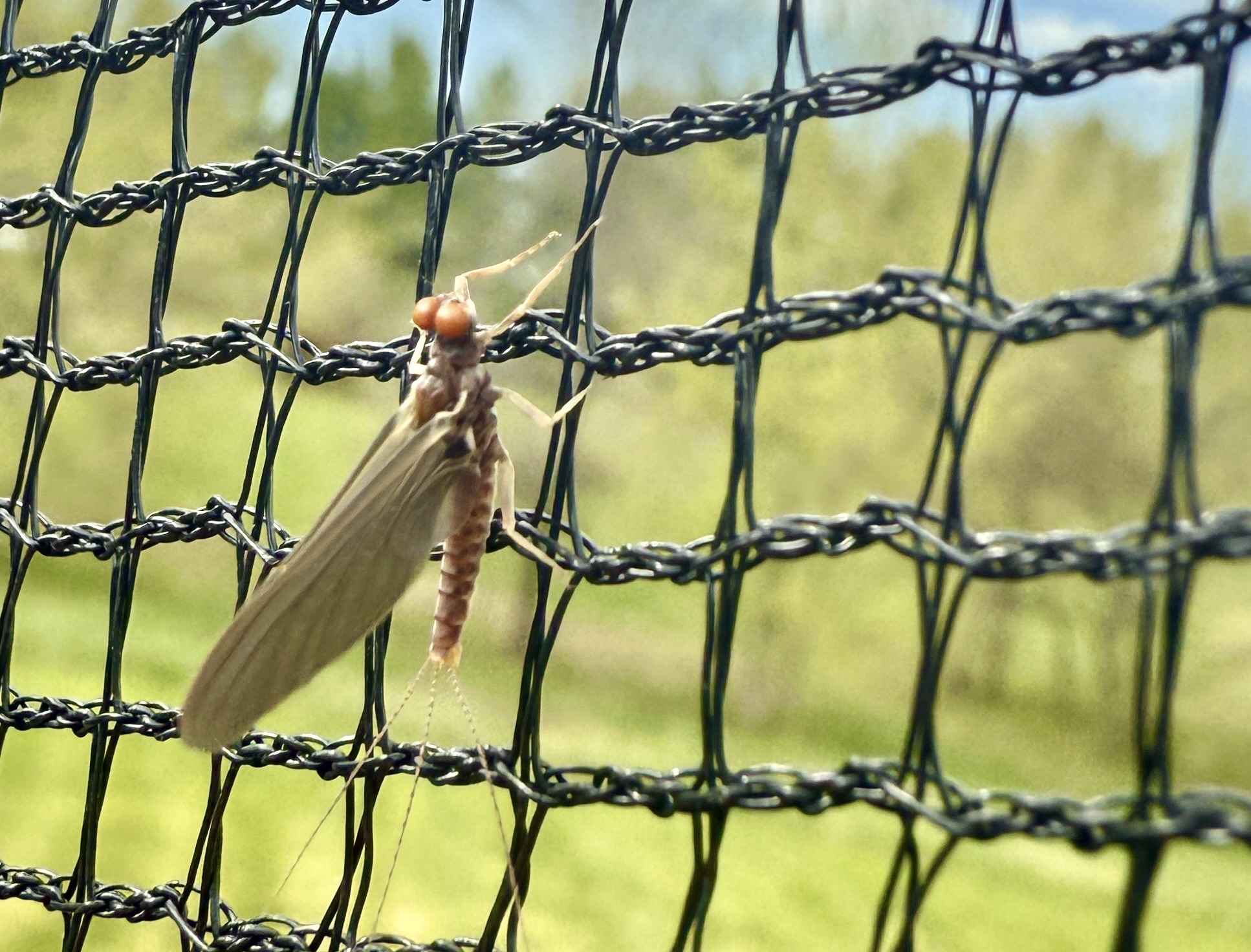 saw this cute mayfly on our trampoline yesterday
