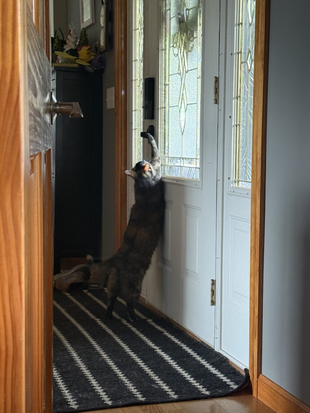 if this kitty had thumbs she’d be outside