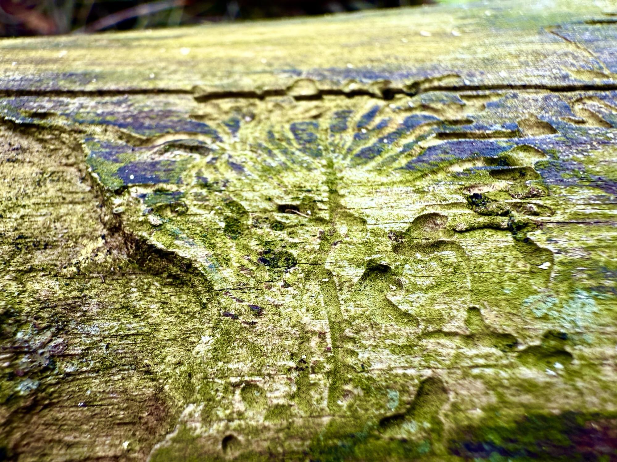 Some interesting designs on a tree