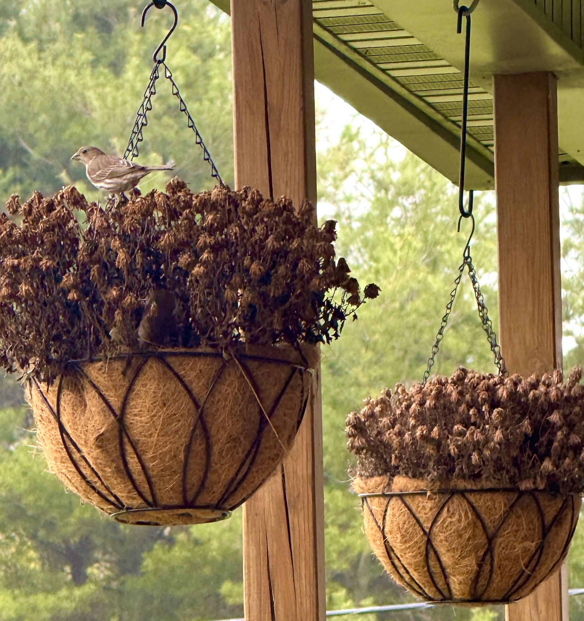 baby sparrows outside my window
