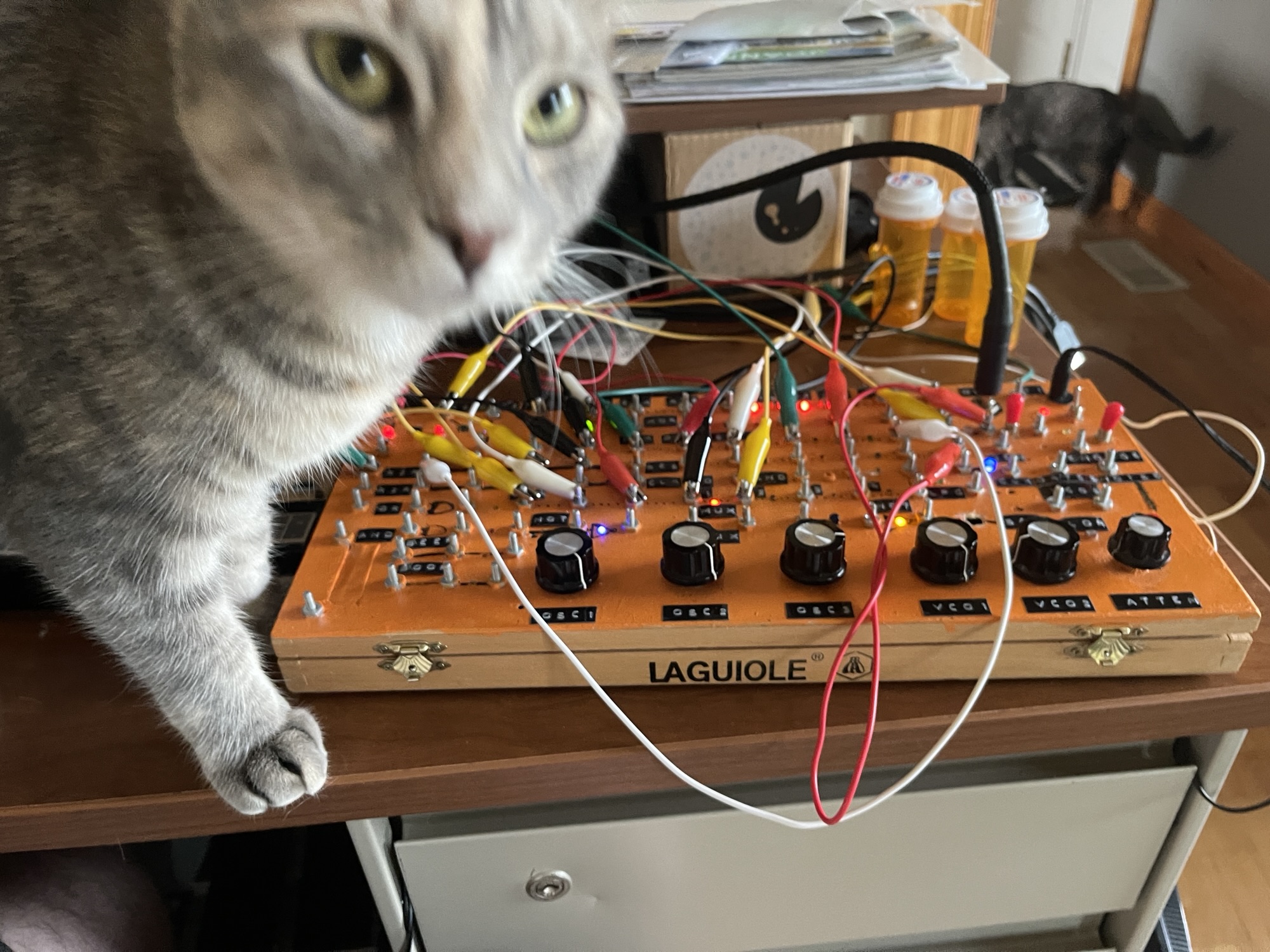 a cat looking at the camera suspiciously, behind that cat is an orange synthesizer with knobs and tons of alligator clips