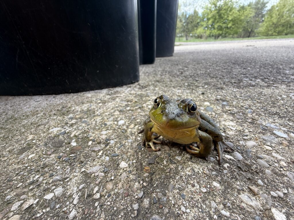 a frog on a cement driveway sort of smirking