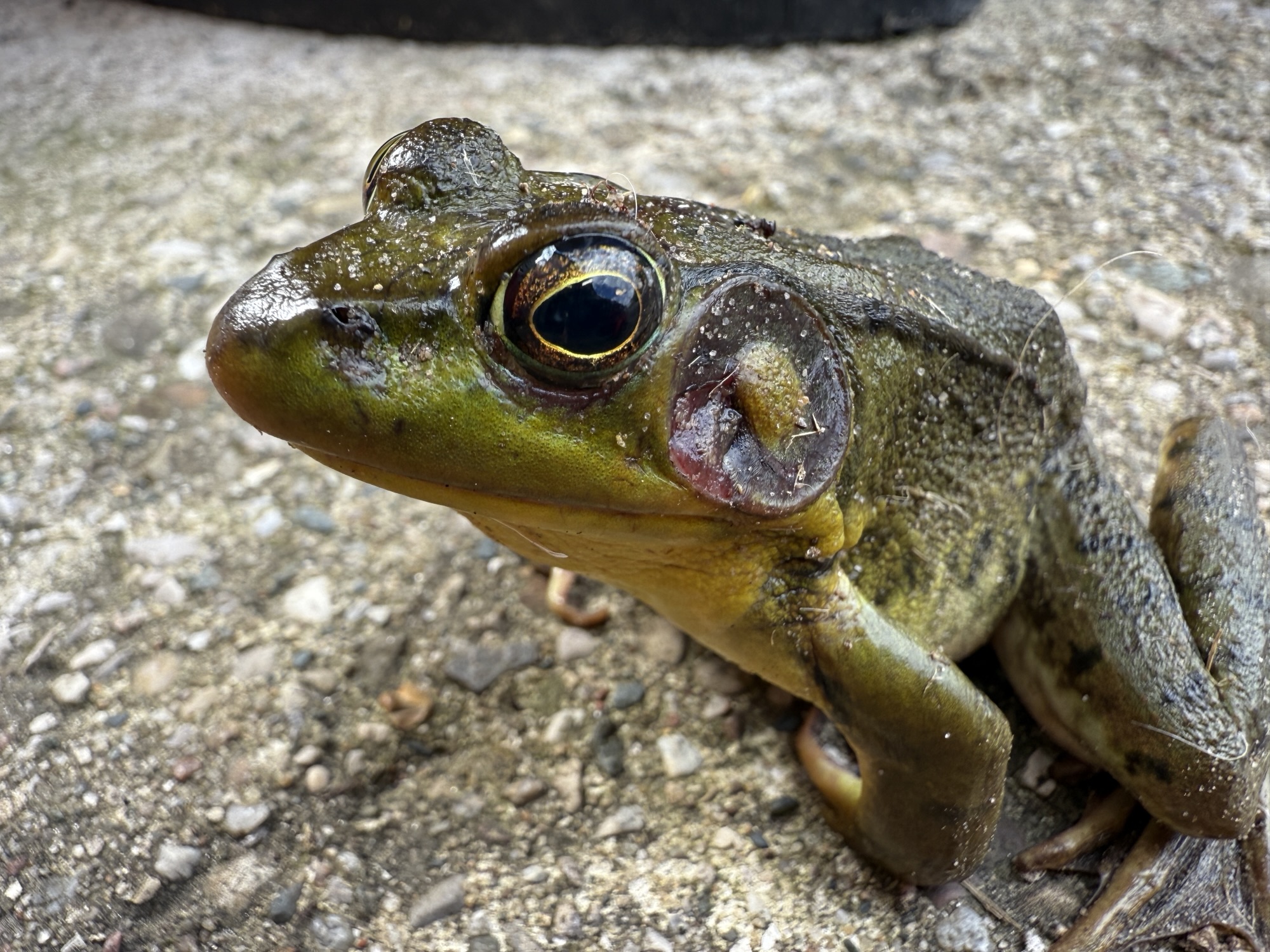 ribbit
