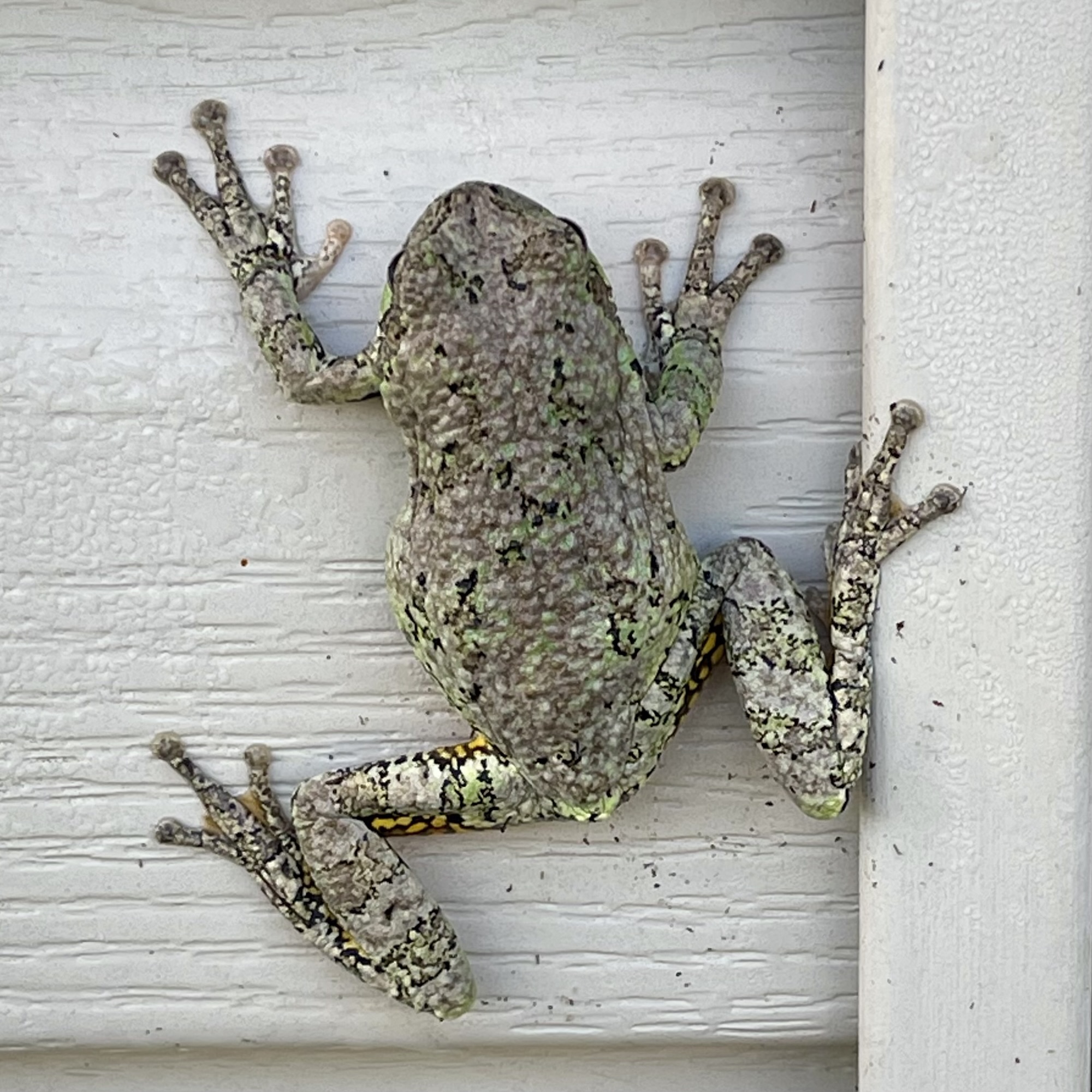 I love the patterns on this froggy