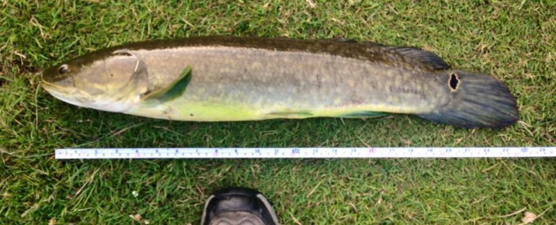 a bowfin on some grass