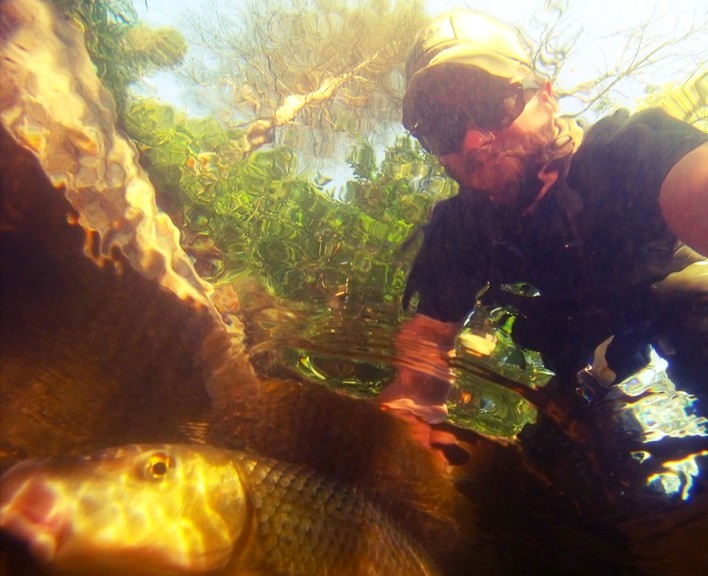 photo from underwater showing a river redhorse fish and me above the water