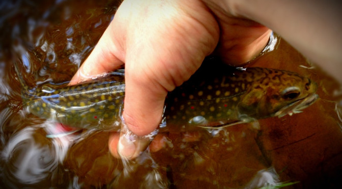 me holding a small brook trout