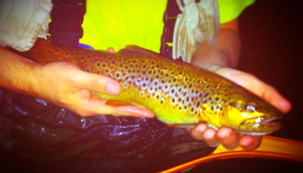 my personal best brown trout, ~18"