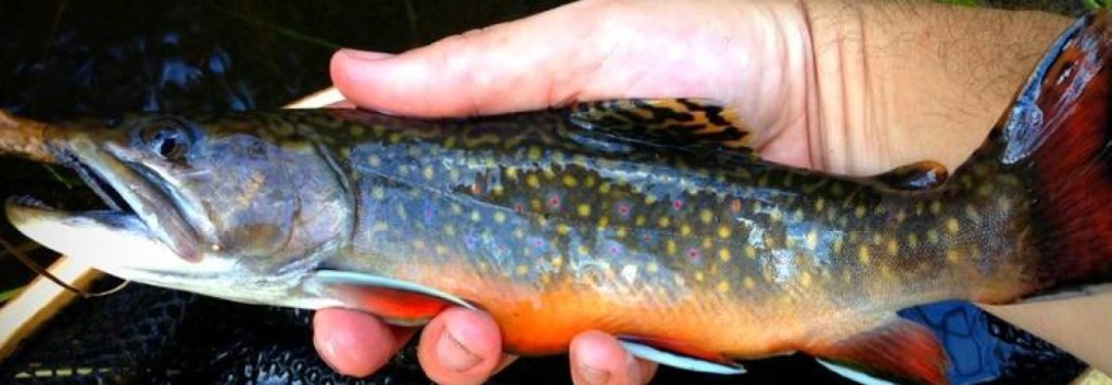 me holding a fairly big brook trout