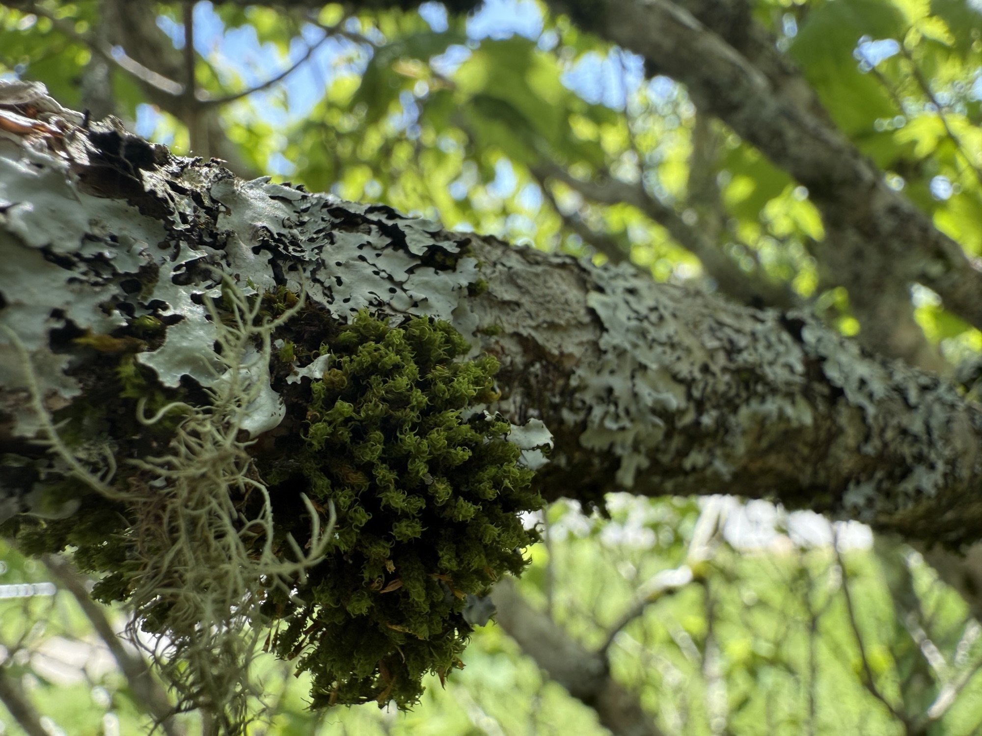 don’t forget to lichen subscribe