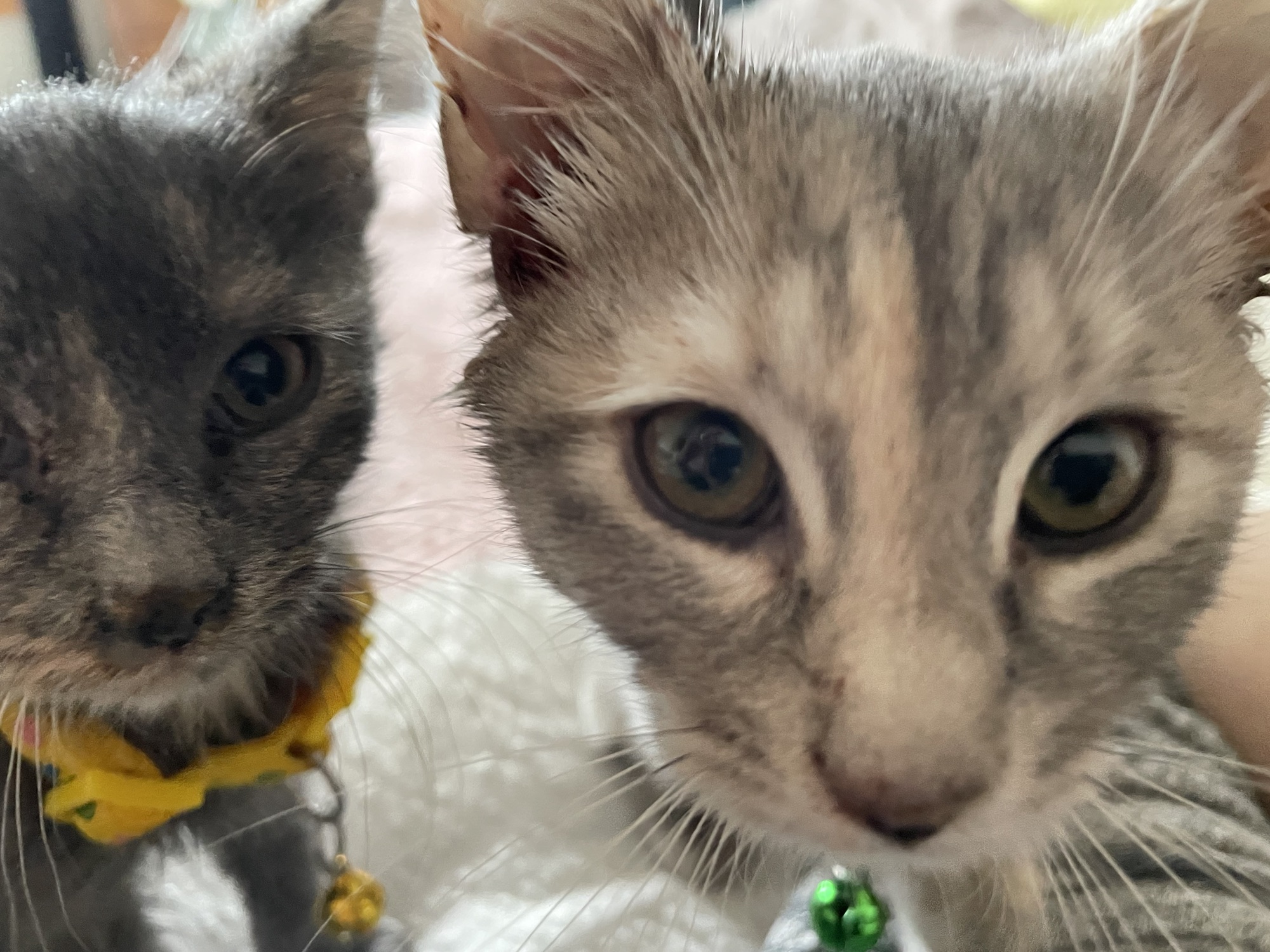 Cats